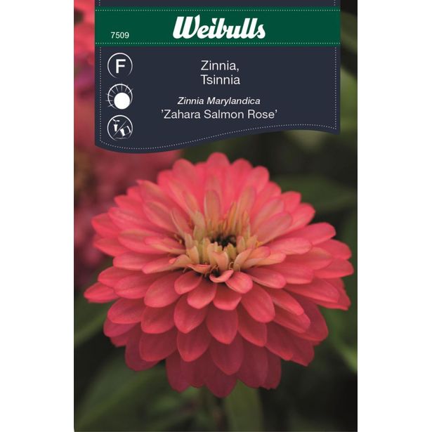 Zinnia Sahara Salmon Rose