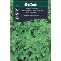 Oregano Weibulls kreikkalainen siemenet