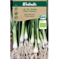 Sipuli Weibulls kevätsipuli Krav
