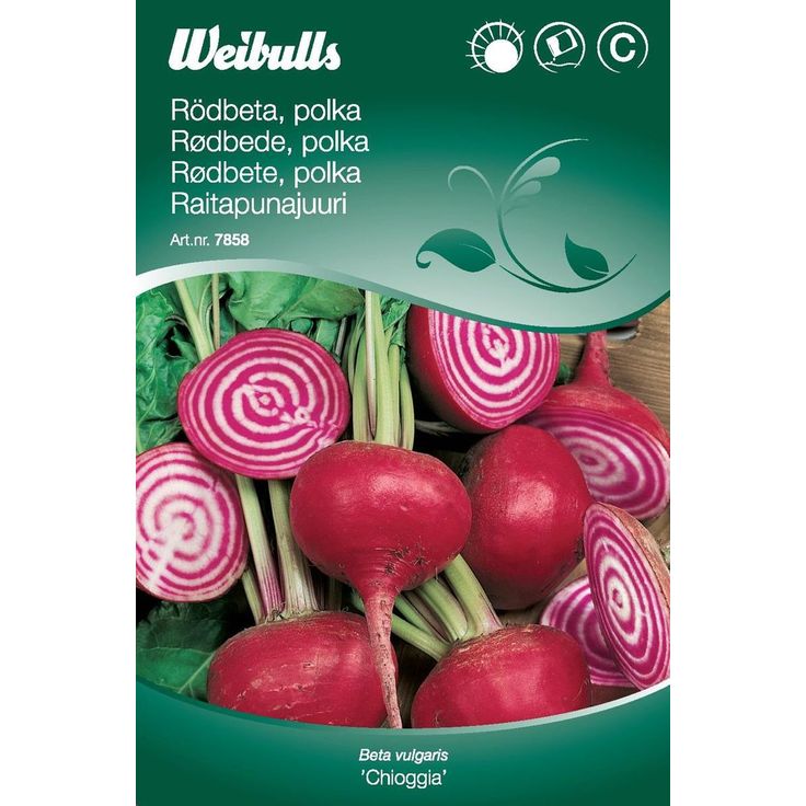 Punajuurikkaan siemenet Weibulls Chioggia Polkabet