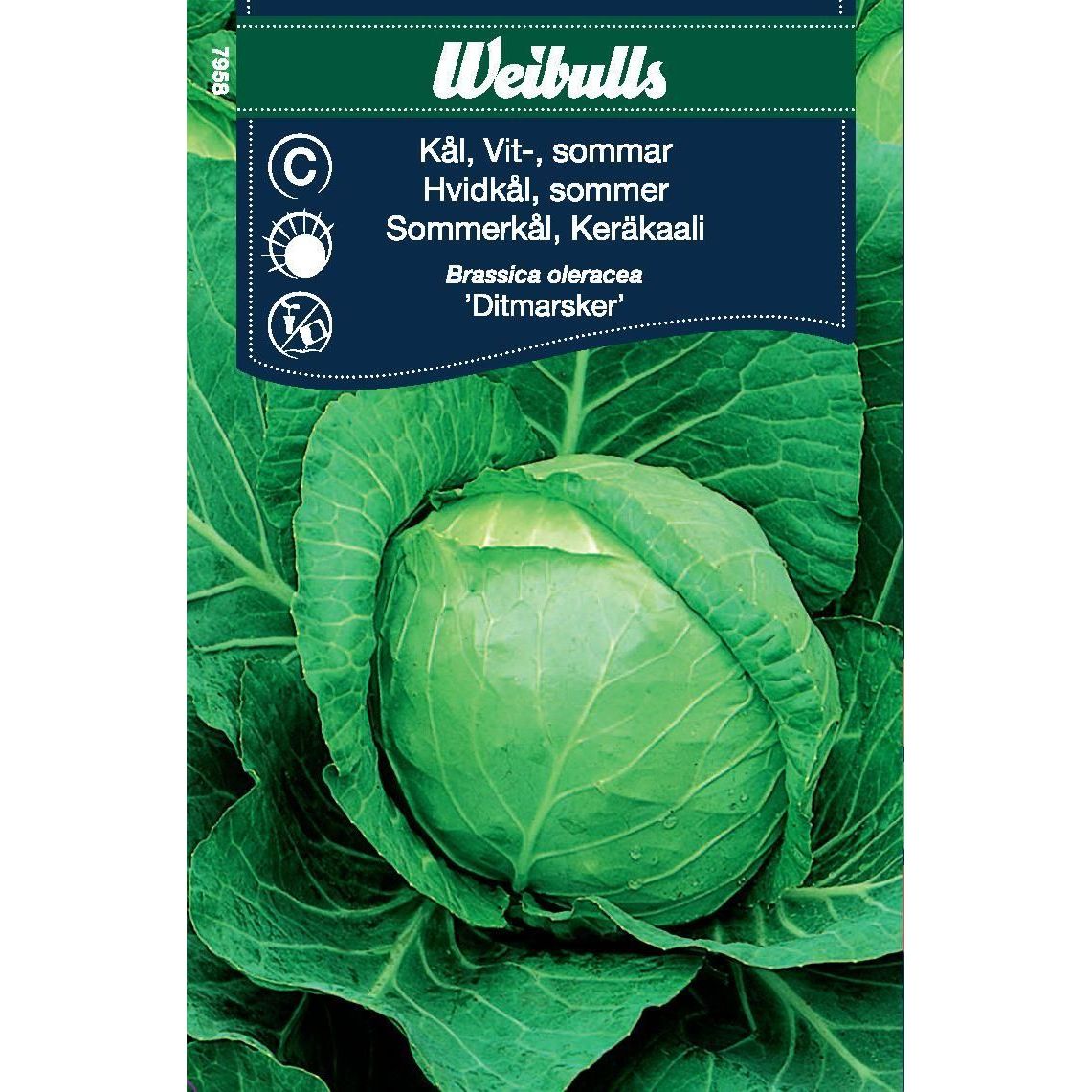 Kaalinsiemenet Weibulls keräkaali valkoinen kesä