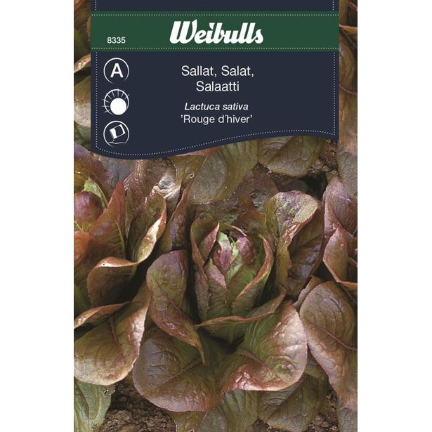 Salaatin siemenet Weibulls Rouge D Hiver