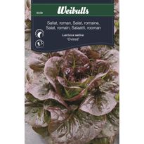 Salaatin siemenet Weibulls Ovired roomansalaatti
