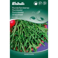 Rucola Weibulls hietasinappi siemenet