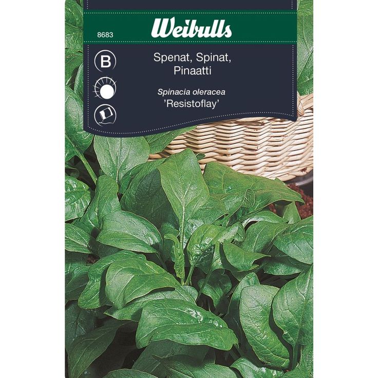 Pinaatin siemenet Weibulls Fabris