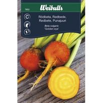 Punajuuri Weibullsgolden Eye keltainen siemenet