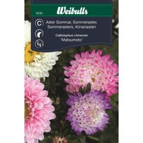 Kesäasteri Weibulls pastelli siemenet