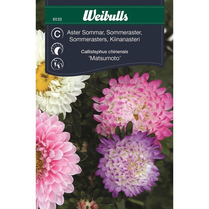 Kesäasteri Weibulls pastelli siemenet