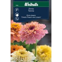 Zinnia Weibulls Elegans P&amp;C Frö