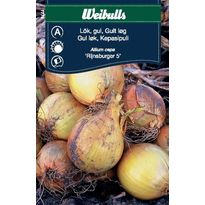 Sipuli Weibulls keltainen Rijnsburger siemenet