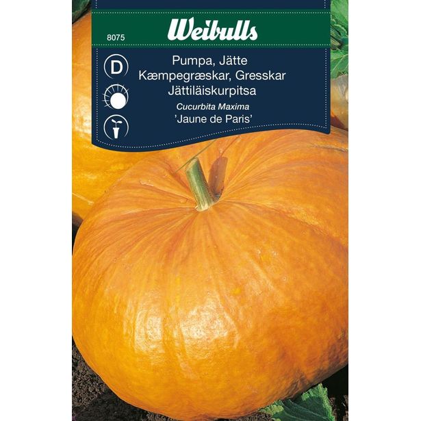 Kurpitsa Weibulls jättikurpitsa siemenet