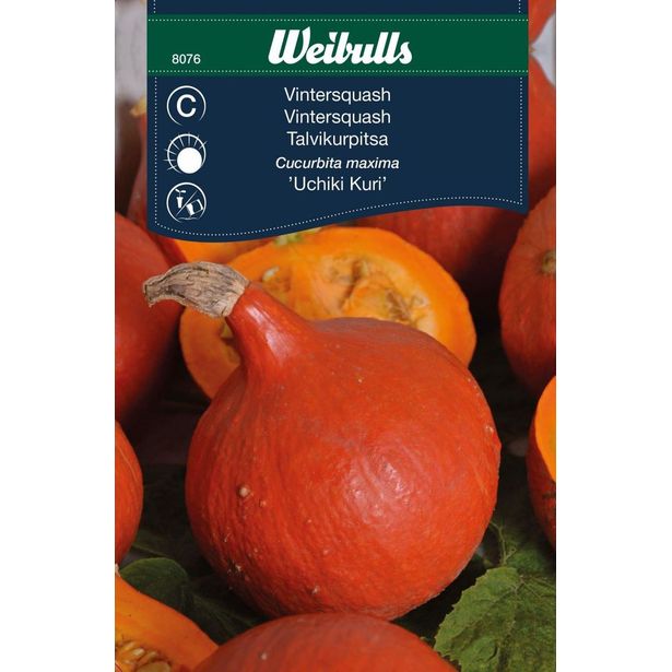 Kurpitsa Weibulls Uchiki Kuri siemenet