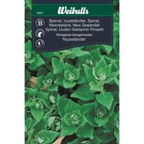 Pinaatin siemenet Weibulls uusiseelantilainen