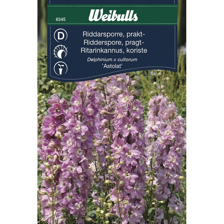 Ritarinkannus Weibulls Astolat siemenet