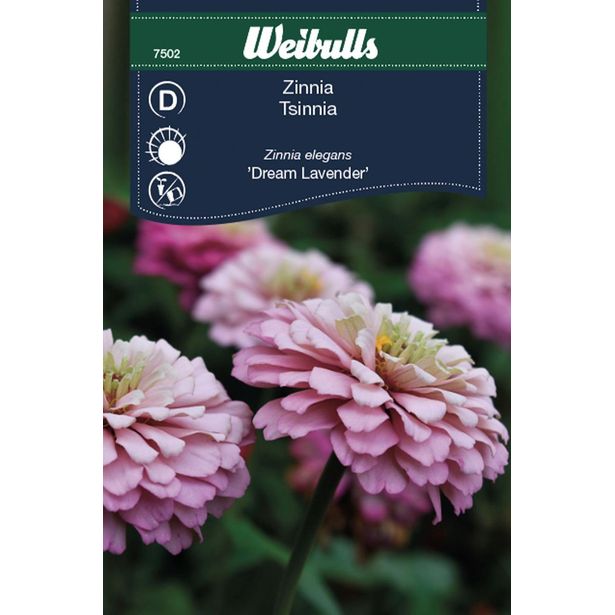 Zinnia Weibulls Dream Lavender Frö