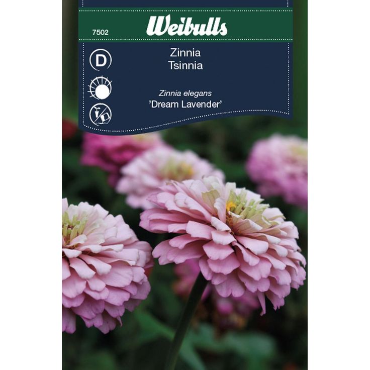 Zinnia Weibulls Dream Lavender Frö