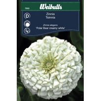 Zinnia Weibulls Polar Bear Creamy White Frö