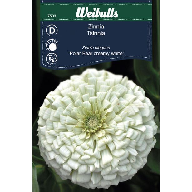 Zinnia Weibulls Polar Bear Creamy White Frö