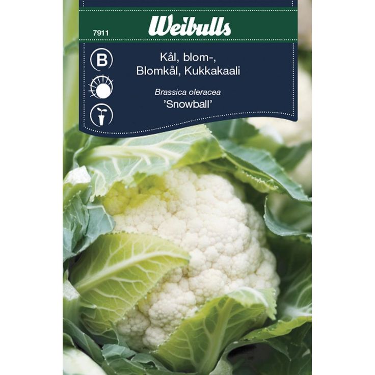 Kaalinsiemenet Weibulls kukkakaali