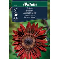 Auringonkukan siemenet Weibulls Crimson Queen