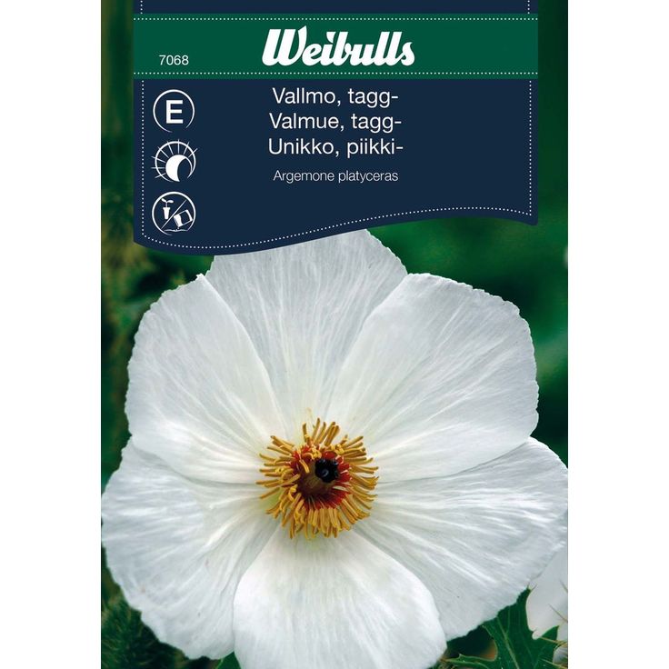 Piikikäs unikko Weibulls Frö