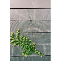 Matto Linento Wookece190, 60x100cm, harmaa/vihreä