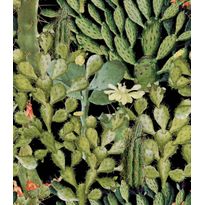 Paneelitapetti Mindthegap Opuntia Anthracite, 1.56x3m