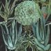 Paneelitapetti Mindthegap Succulentus Anthracite, 1.56x3m (MTG-WP20167)
