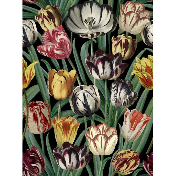Paneelitapetti Mindthegap Tulipa, 1.56x3m