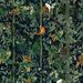Paneelitapetti Mindthegap Wildlife of papua, 1.56x3m, vihreä/musta (MTG-WP20527)