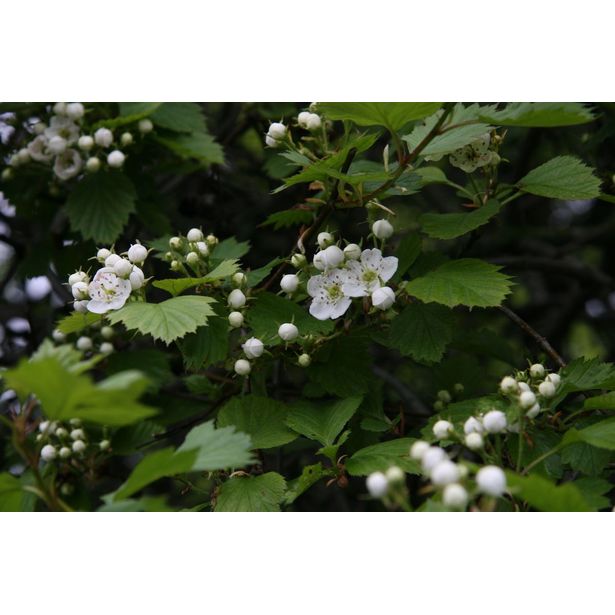 Aitaorapihlaja Crataegus grayana Viheraarni, aitataimi