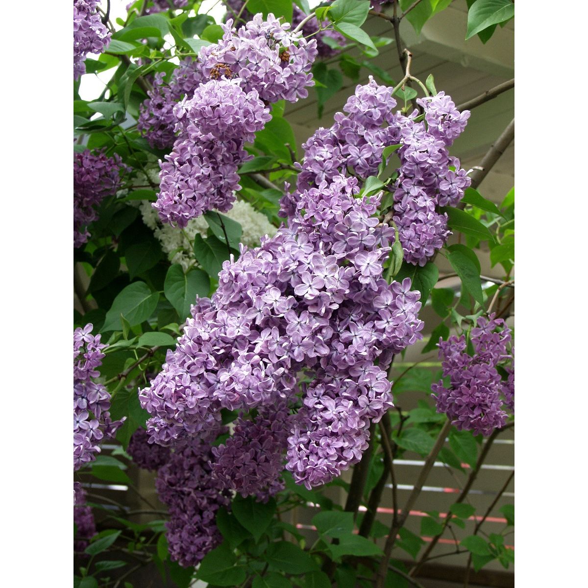 Pihasyreeni Syringa vulgaris Viheraarni, aitataimi