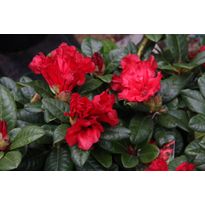Lamoalppiruusu Rhododendron Viheraarni Scarlet Wonder 25-30