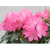 Tarhanukka-Alppiruusu Viheraarni Rhododendron Hellikki 30-40