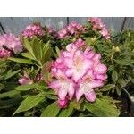 Alppiruusu Eija Viheraarni Rhododendron Eija 30-40