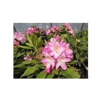 Alppiruusu Eija Viheraarni Rhododendron Eija 30-40