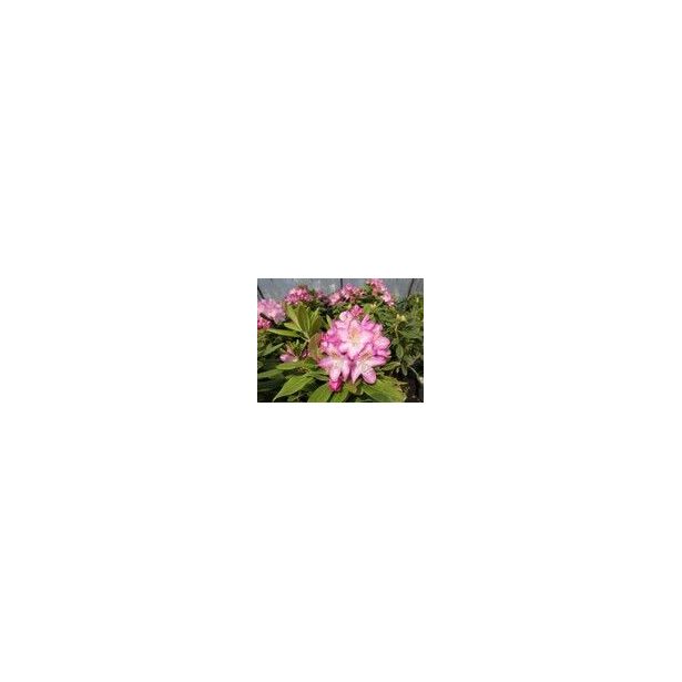 Alppiruusu Eija Viheraarni Rhododendron Eija 30-40