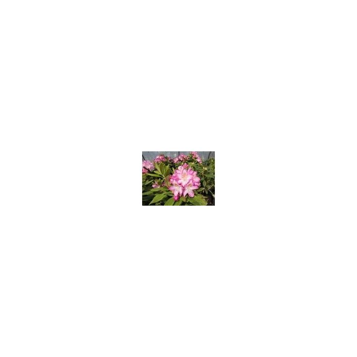 Alppiruusu Eija Viheraarni Rhododendron Eija 30-40
