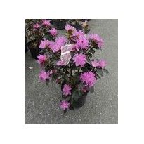Dahurianalppiruusu Viheraarni Rhododendron P.J. Mezitt 30-40