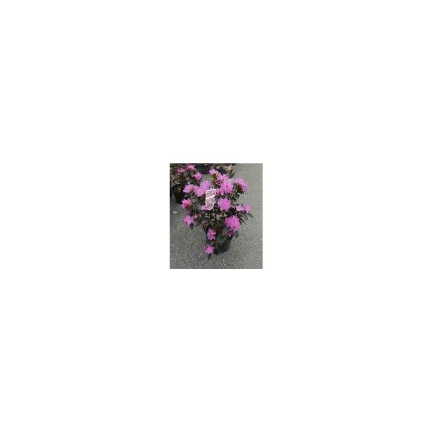 Dahurianalppiruusu Viheraarni Rhododendron P.J. Mezitt 30-40