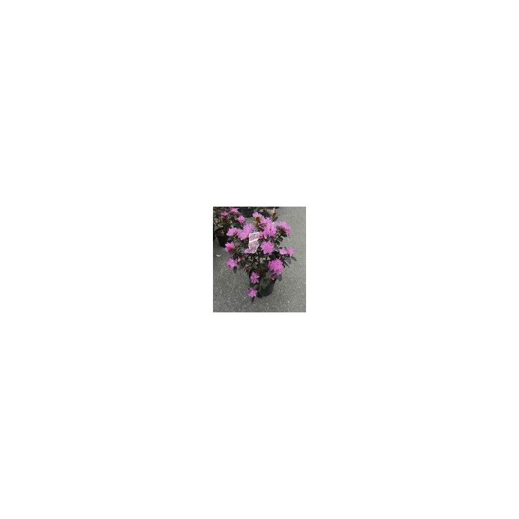 Dahurianalppiruusu Viheraarni Rhododendron P.J. Mezitt 30-40
