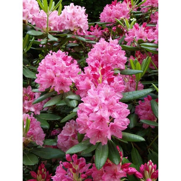 Alppiruusu Haaga Viheraarni Rhododendron Haaga 30-40