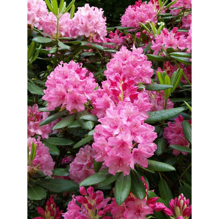 Alppiruusu Haaga Viheraarni Rhododendron Haaga 30-40