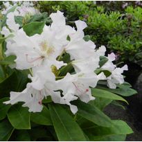 Alppiruusu Rhododendron Viheraarni Pohjolan Tytär 30-40