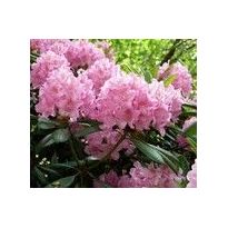 Alppiruusu Viheraarni Rhododendron Helsingin Yliopisto 30-40