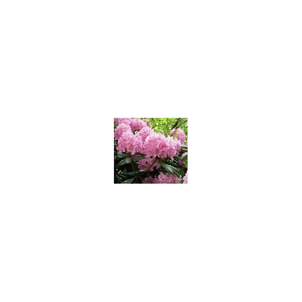 Alppiruusu Viheraarni Rhododendron Helsingin Yliopisto 30-40