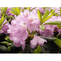 Puistoalppiruusu Rhododendron Viheraarni Pink Purple Dream 30-40