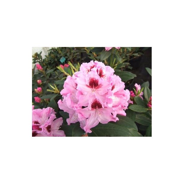 Alppiruusu Rhododendron Viheraarni Royal Butterfly 30-40