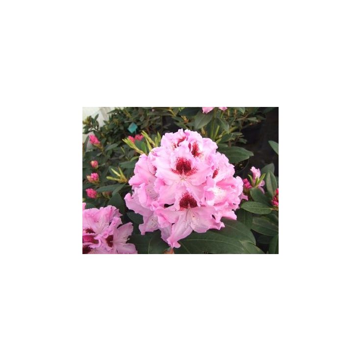 Alppiruusu Rhododendron Viheraarni Royal Butterfly 30-40