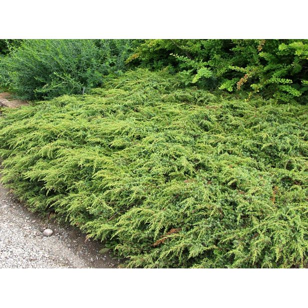 Kääpiökataja Juniperus communis Viheraarni Repanda 30-40
